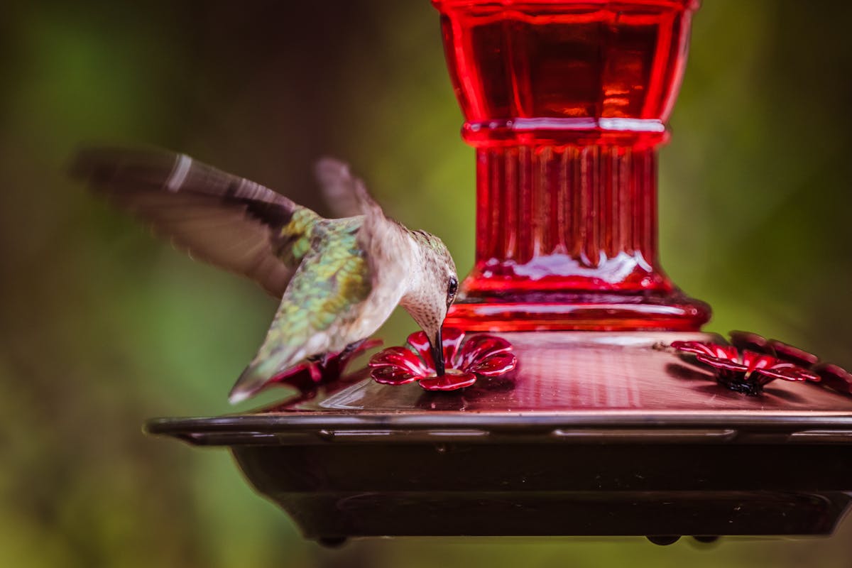 How to keep Bees Away from Hummingbird Feeders Efficiently? 3 hummingbird feeders that look red