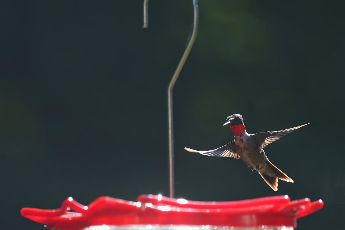 How to keep Bees Away from Hummingbird Feeders Efficiently? 4 fishing line to hang your feeder