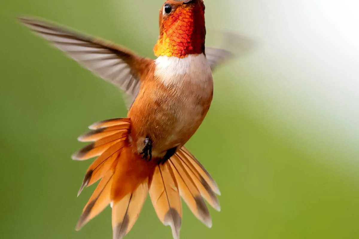 What does a Hummingbird Symbolize Spiritually? Amazing Facts 2 hummingbird symbolism freedom and perseverance