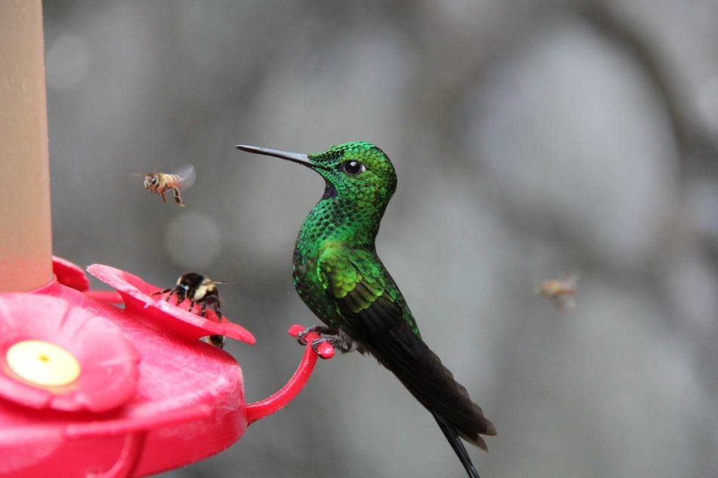 Best Recipe for Hummingbird Food Ratio