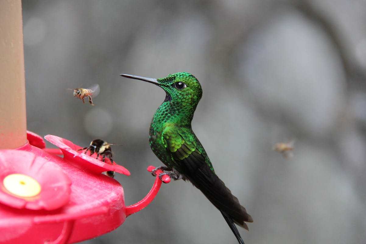 Best Recipe for Hummingbird Food Ratio 3 to 1