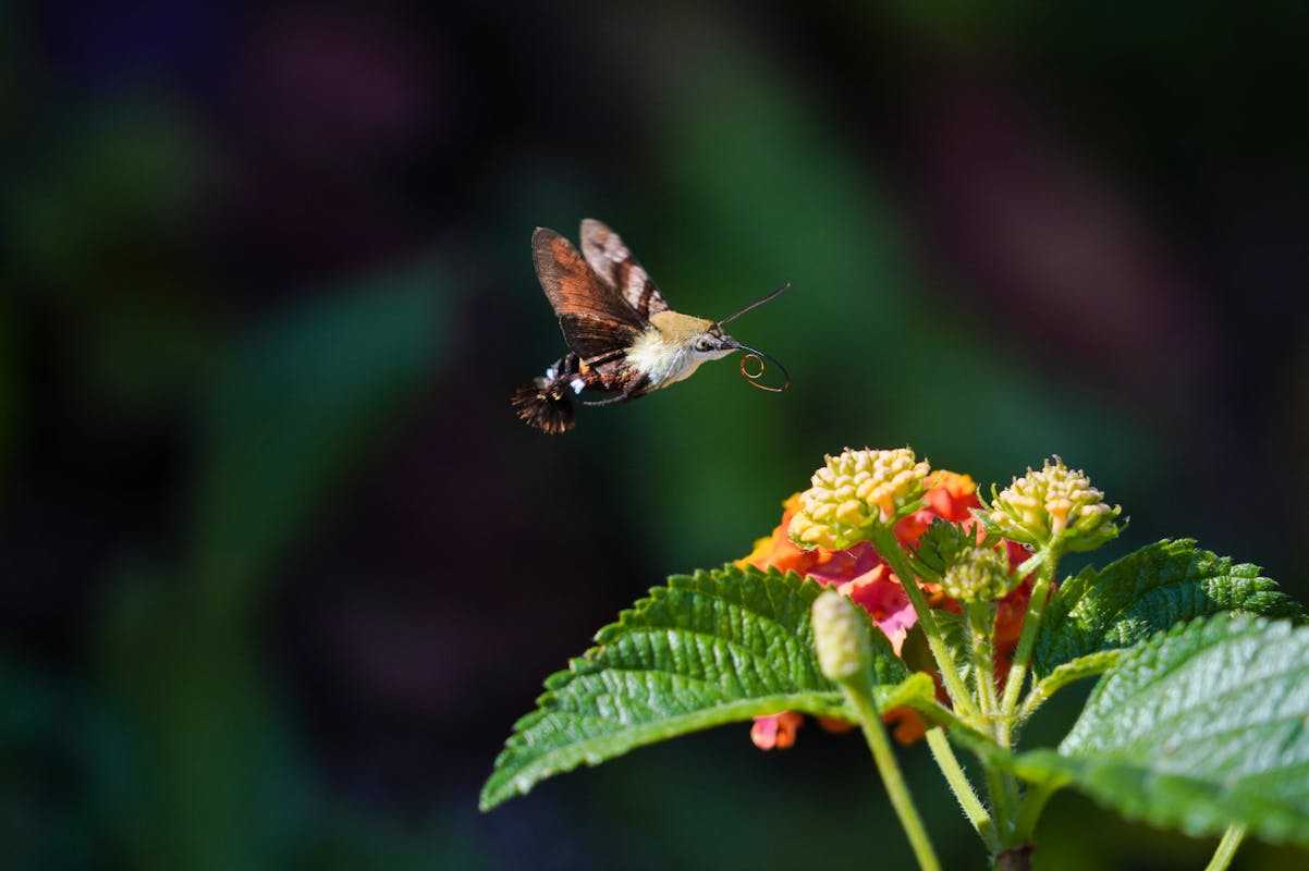 Bumblebee Hummingbird Moth in California, Colorado or Texas