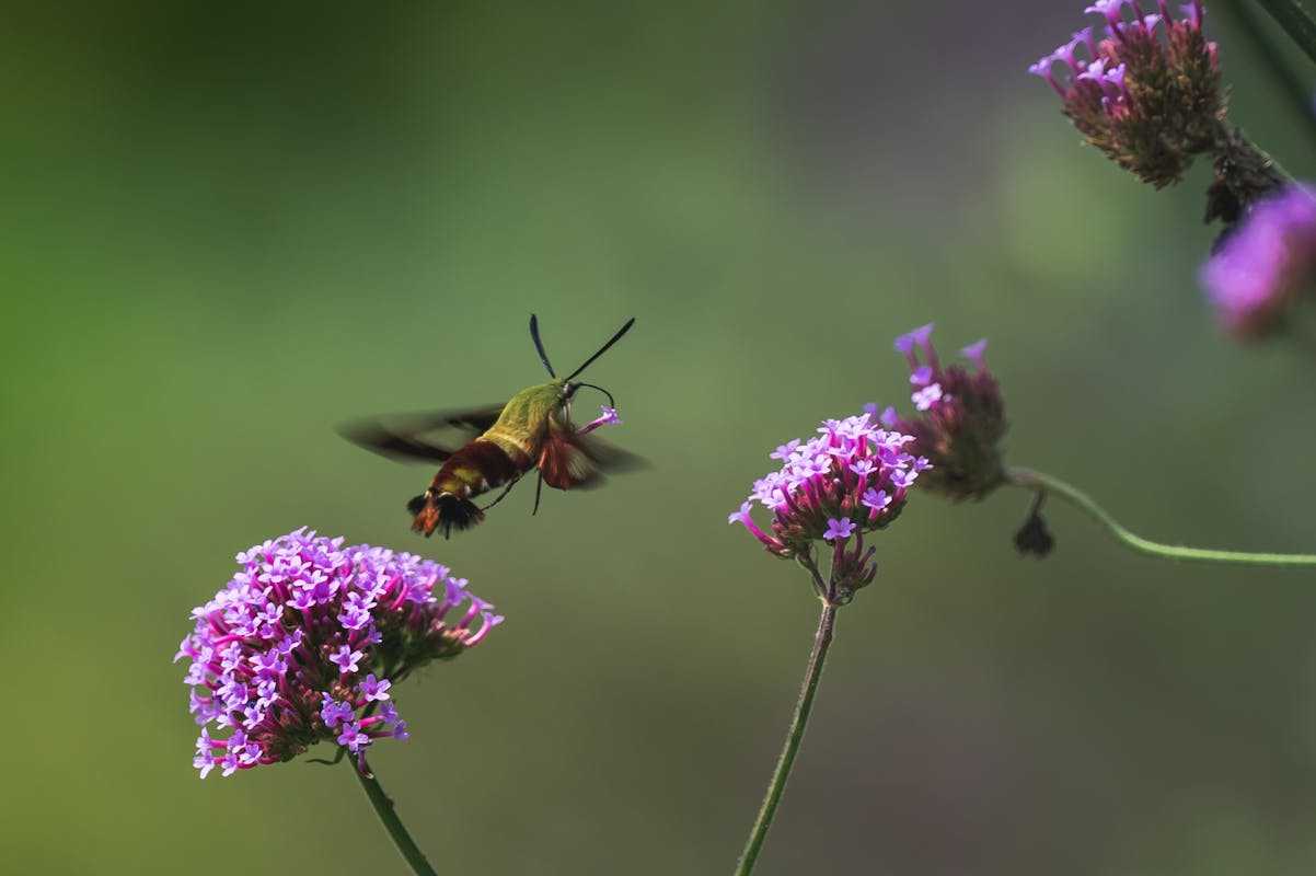 Hummingbird moths are not painted red