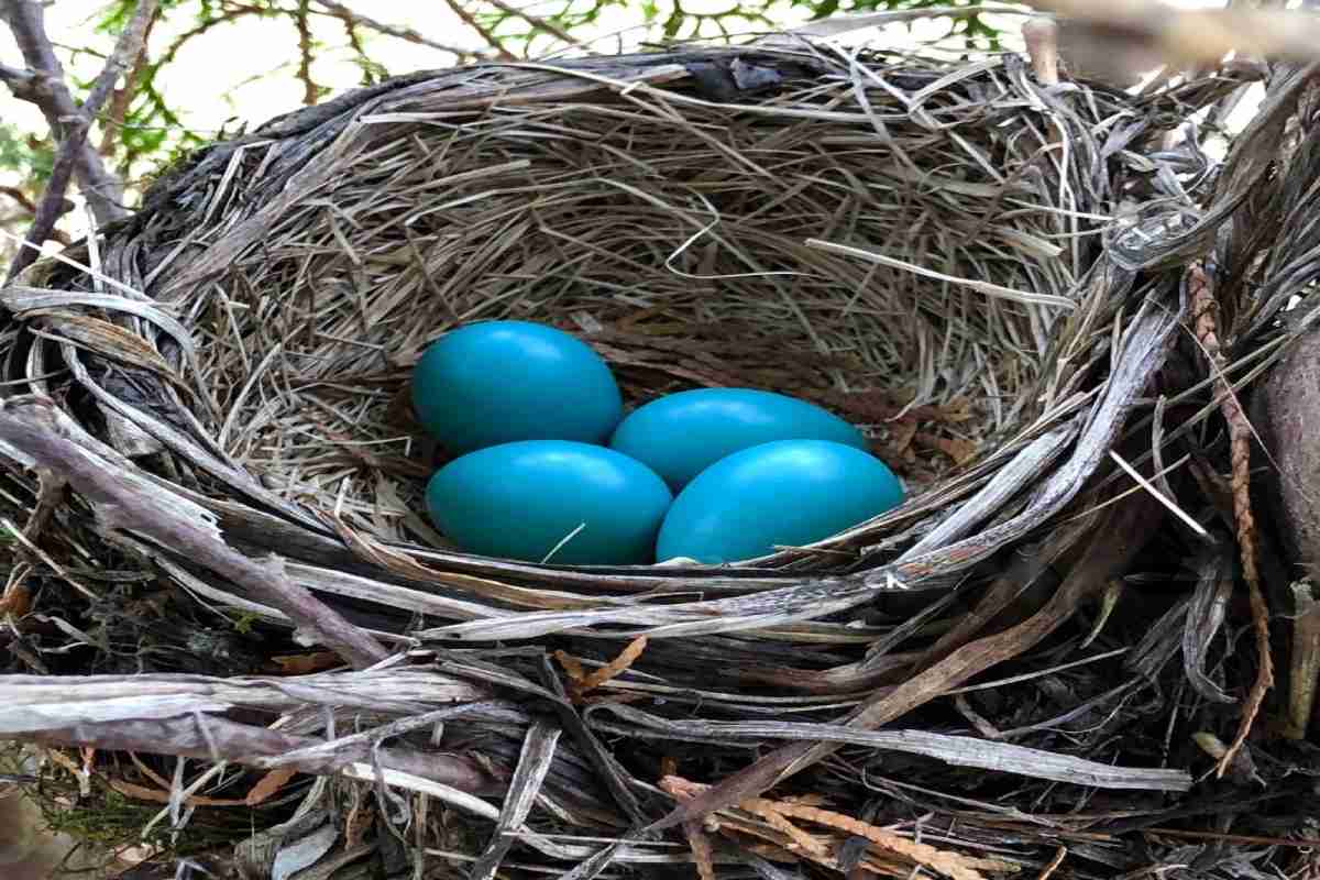 Robin Which Bird lays Blue Eggs & What Makes it Blue? Revealed