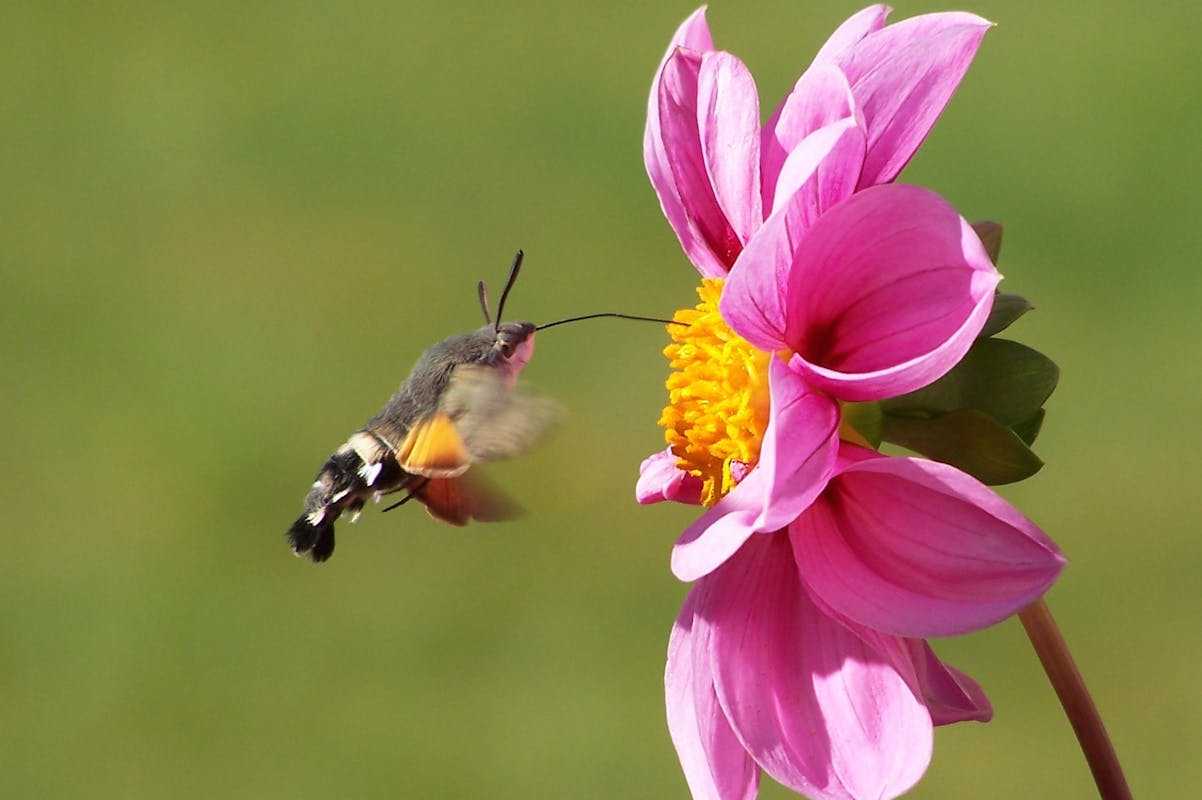 Hummingbird moth caterpillar look like