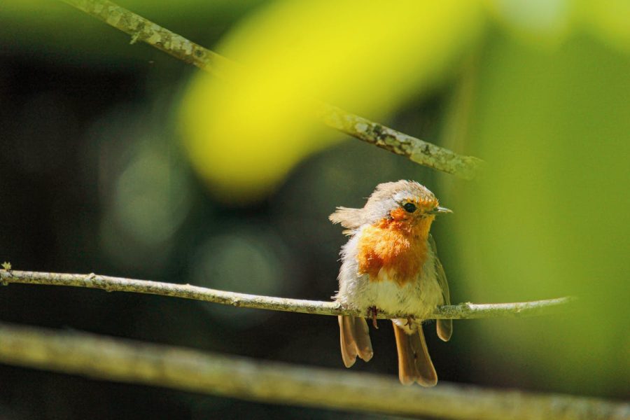 What is a fledgling Robin bird & How long take to fledge?