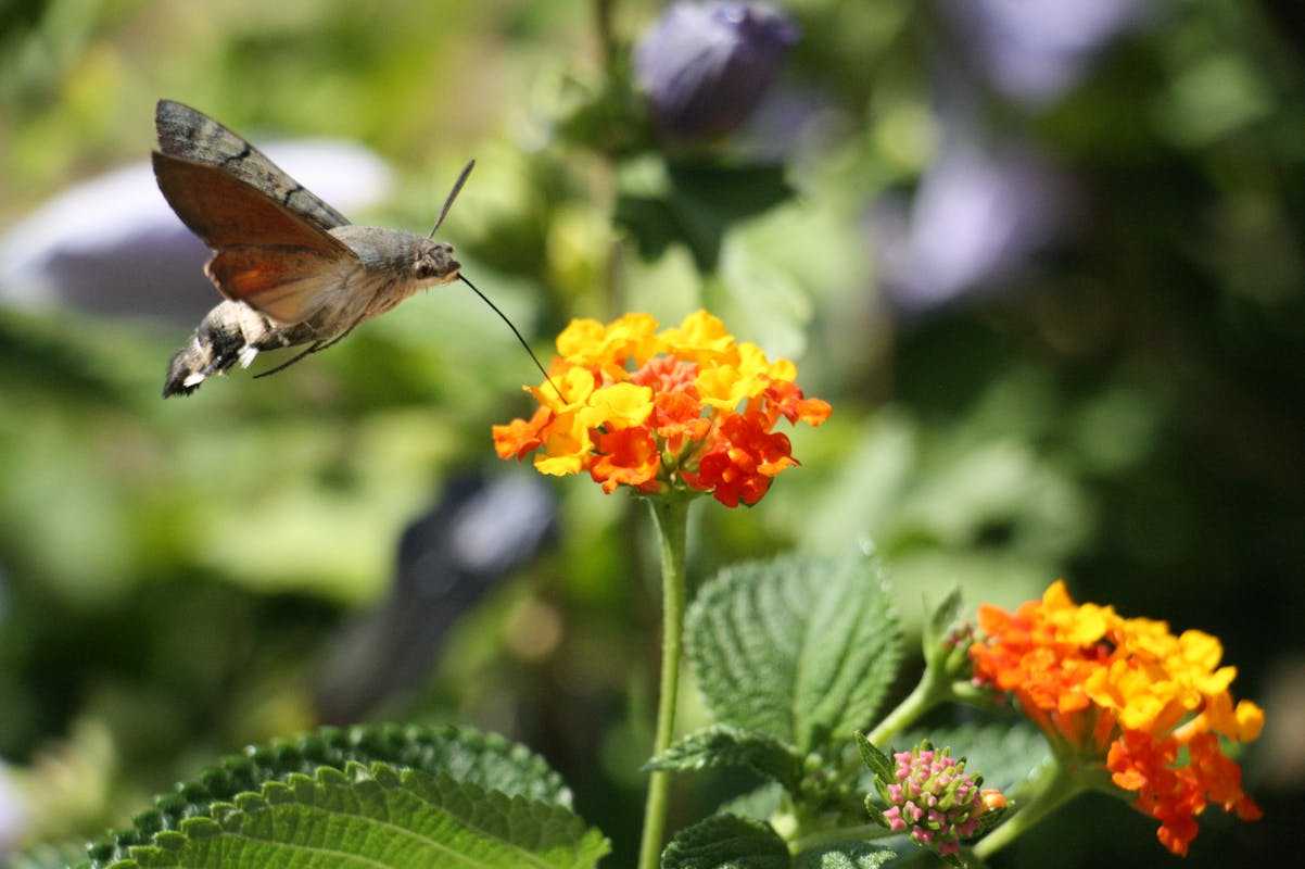 Definition of Hummingbird Moth