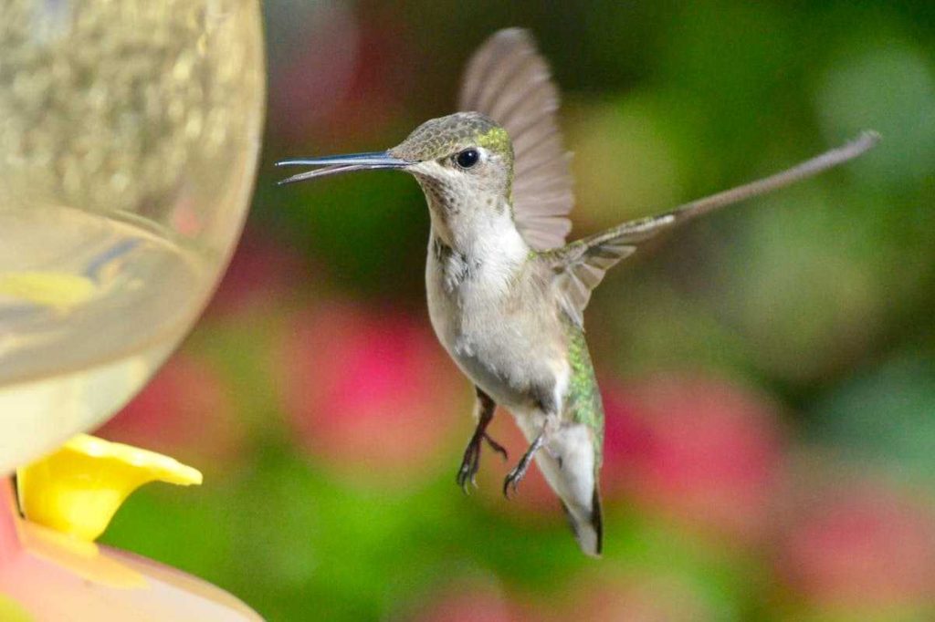 Why do Hummingbirds hum sound
