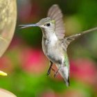 Why do Hummingbirds hum sound
