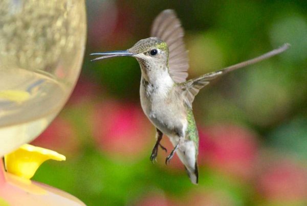Why do Hummingbirds hum sound