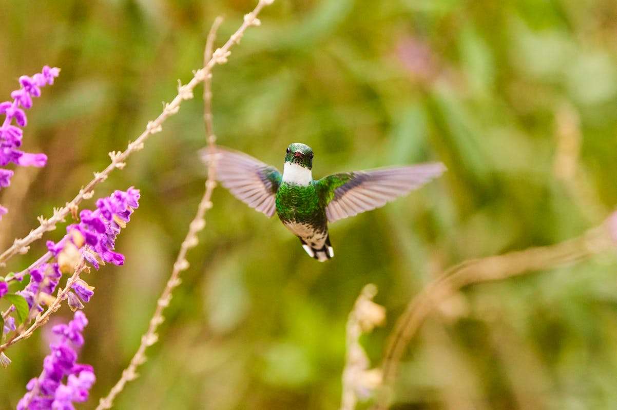 Why do Hummingbirds hum? Best Answer by Scientists 1 Answer of questions Why do Hummingbirds hum