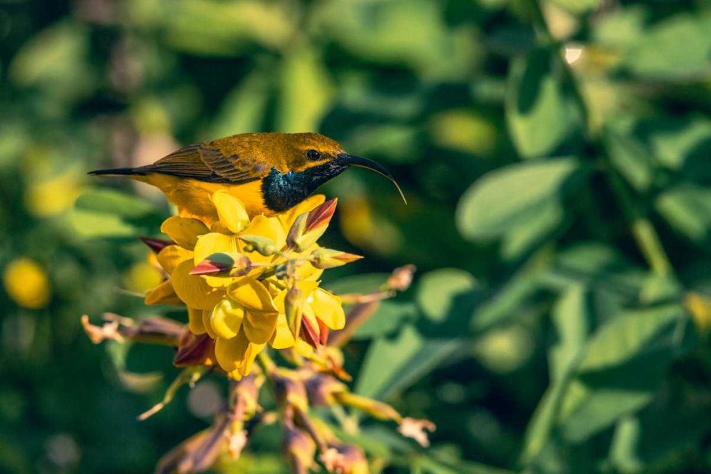 hummingbird symbolize spiritually