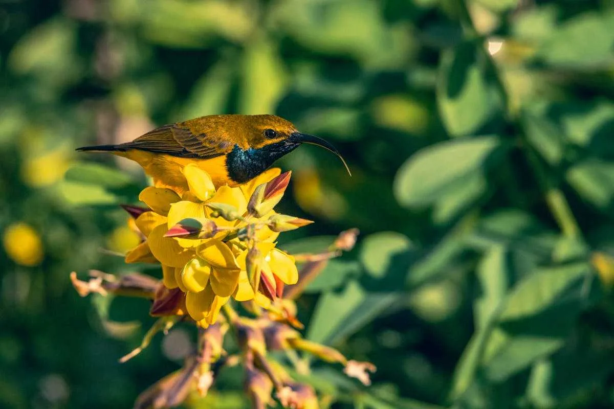 What does a Hummingbird Symbolize Spiritually? Amazing Facts