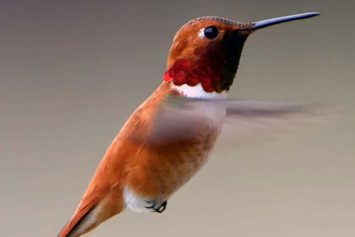 What does a Hummingbird Symbolize Spiritually? Amazing Facts 1 hummingbird symbolize spiritually