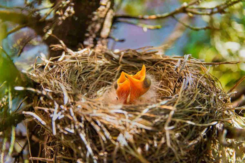What is a fledgling Robin bird