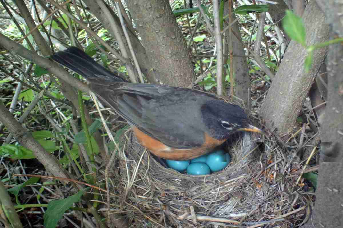Robin Which Bird lays Blue Eggs & What Makes it Blue? Revealed 1 Robin which bird lays blue eggs