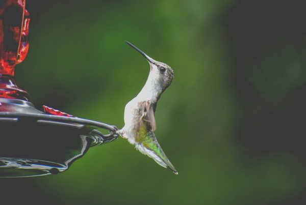 3 Easy Best Hummingbird Food Recipes