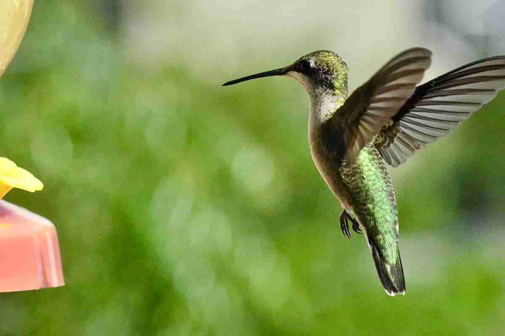 Are there Hummingbird Moths in California