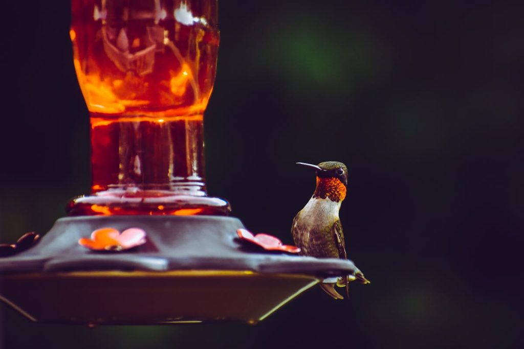 Can hummingbird feeders be in the sun