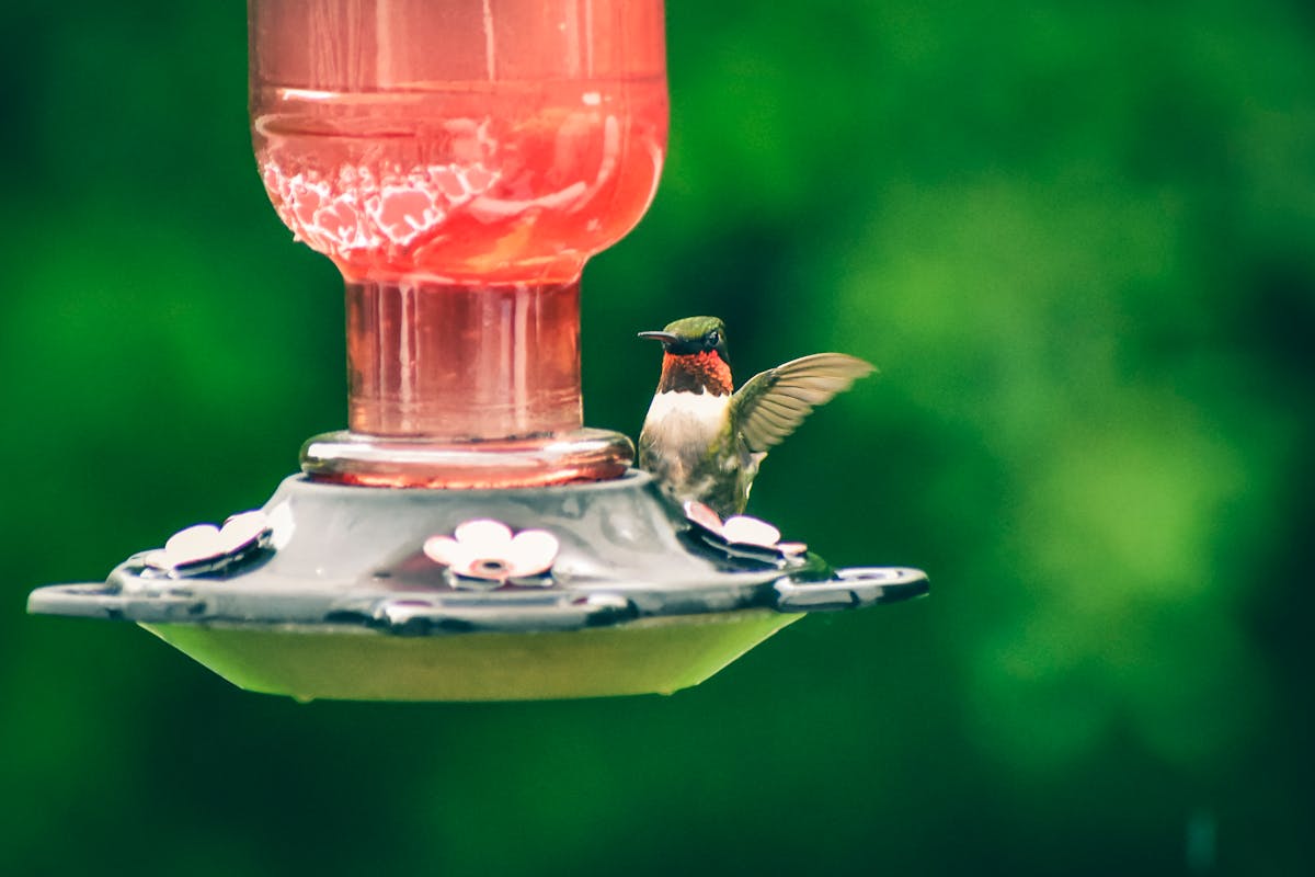 Can hummingbird feeders be in the sun