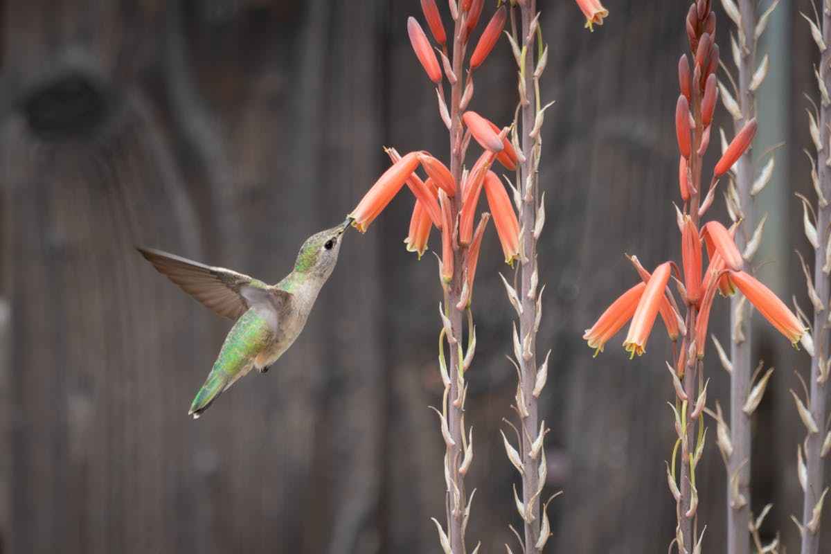 Hummingbird Nectar Feed Coagulation 2 Don't overthink the welfare of hummingbirds