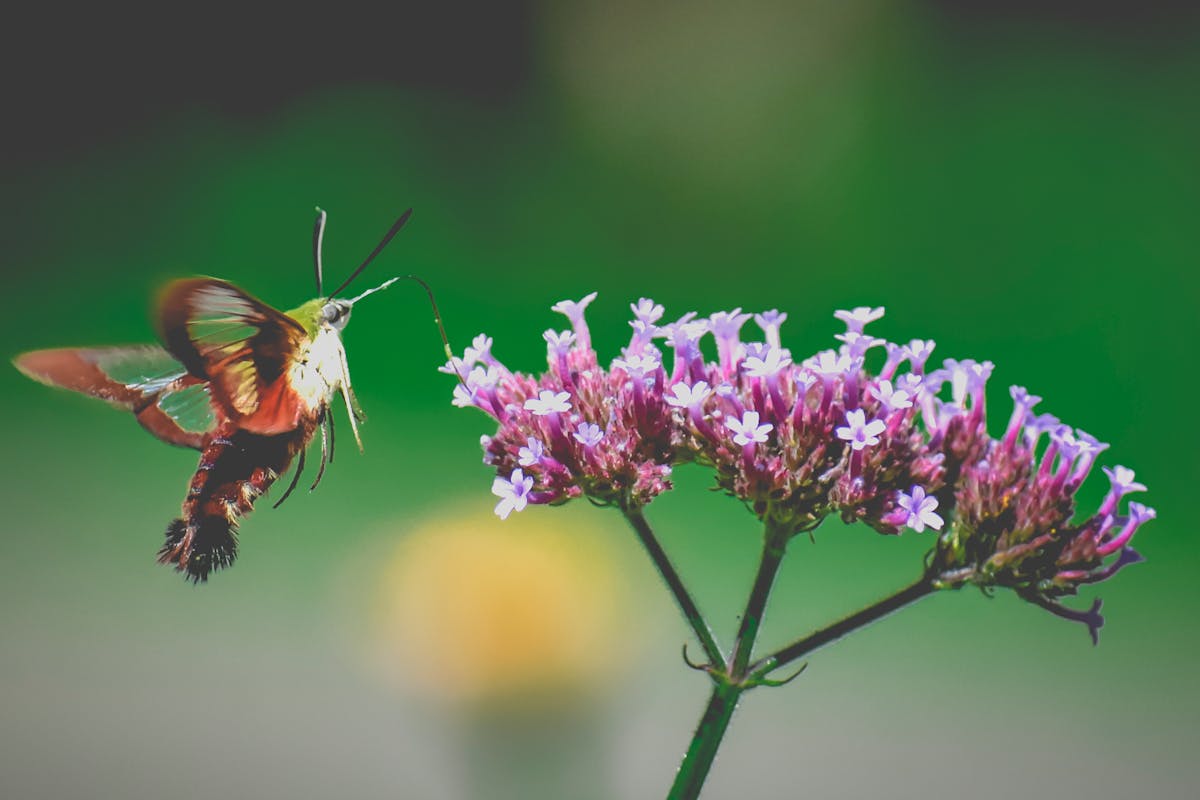 Some species of hummingbird moths are found in California