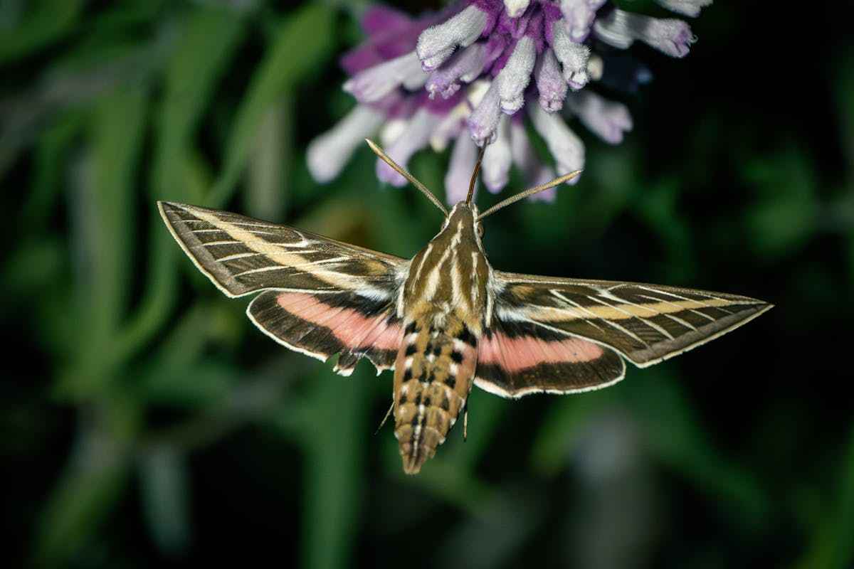 Sphinx Moth Identification 2024
