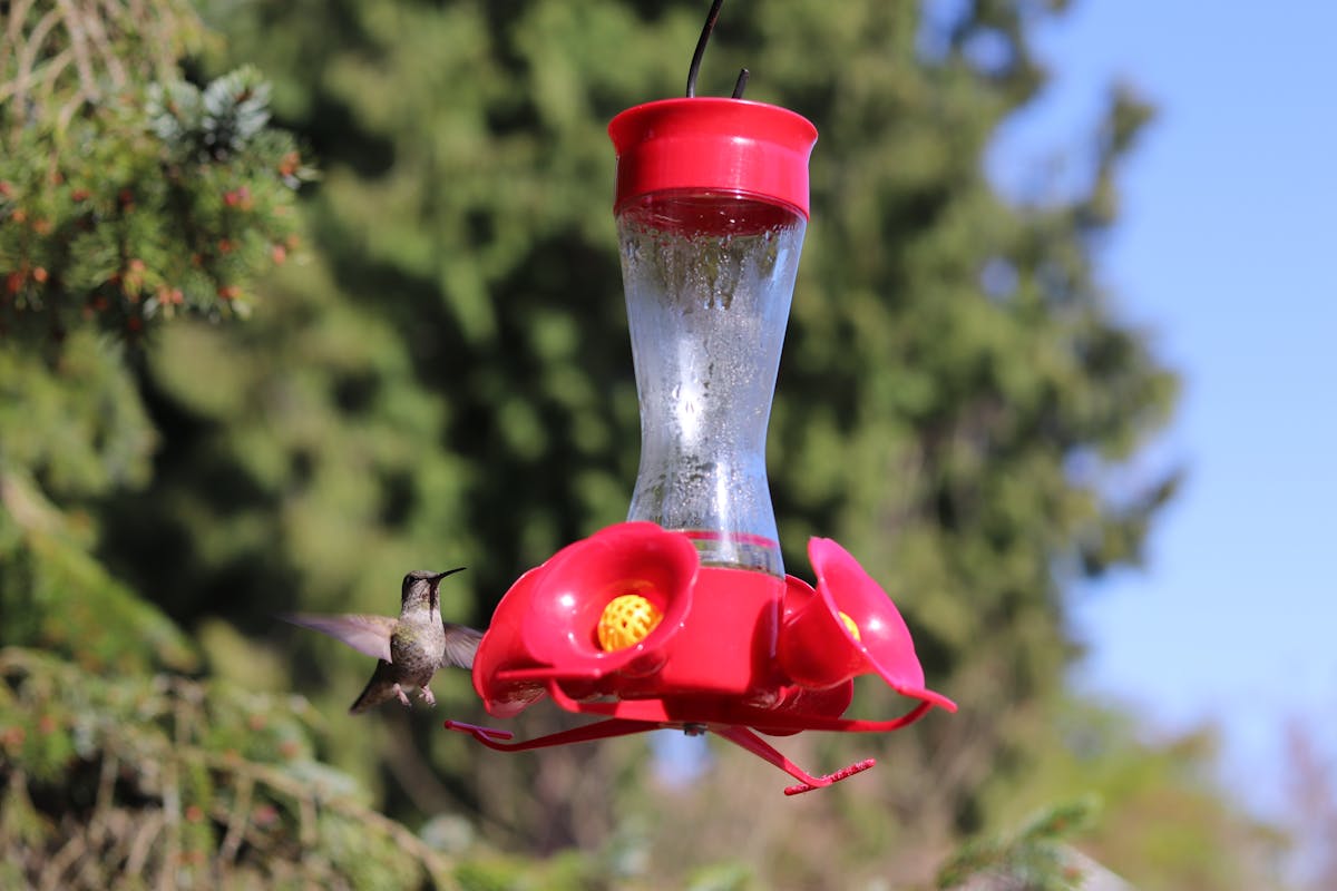 Hummingbird Nectar Feed Coagulation 1 Prevent your hummingbird feeder from freezing