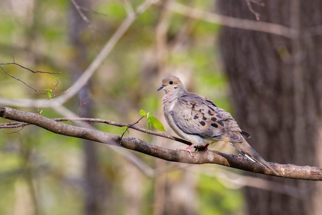 Mourning Dove Symbolism Spirituality Meaning 1 Mourning Dove Symbolism Spirituality Meaning