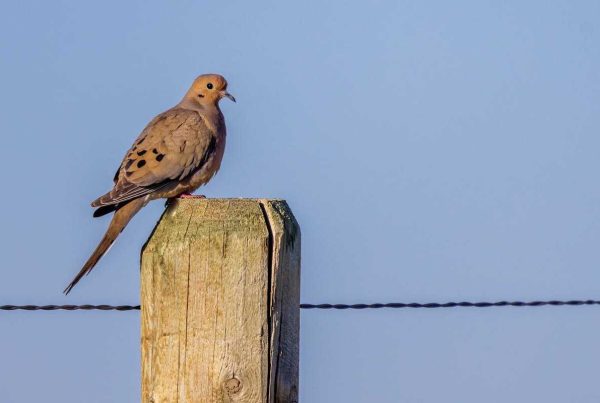 Mourning Dove Looking for Nest