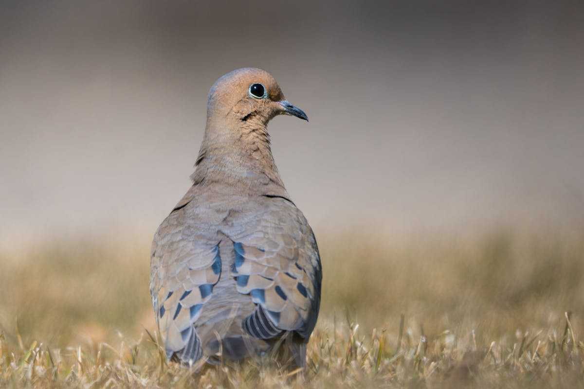 Mourning Dove Sound