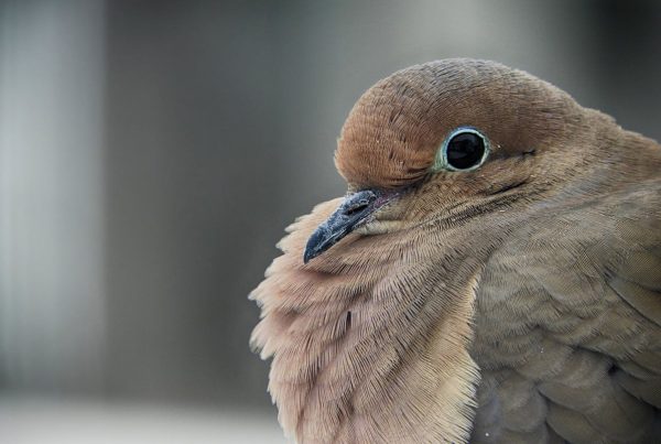 Mourning Dove Symbolism Spiritual