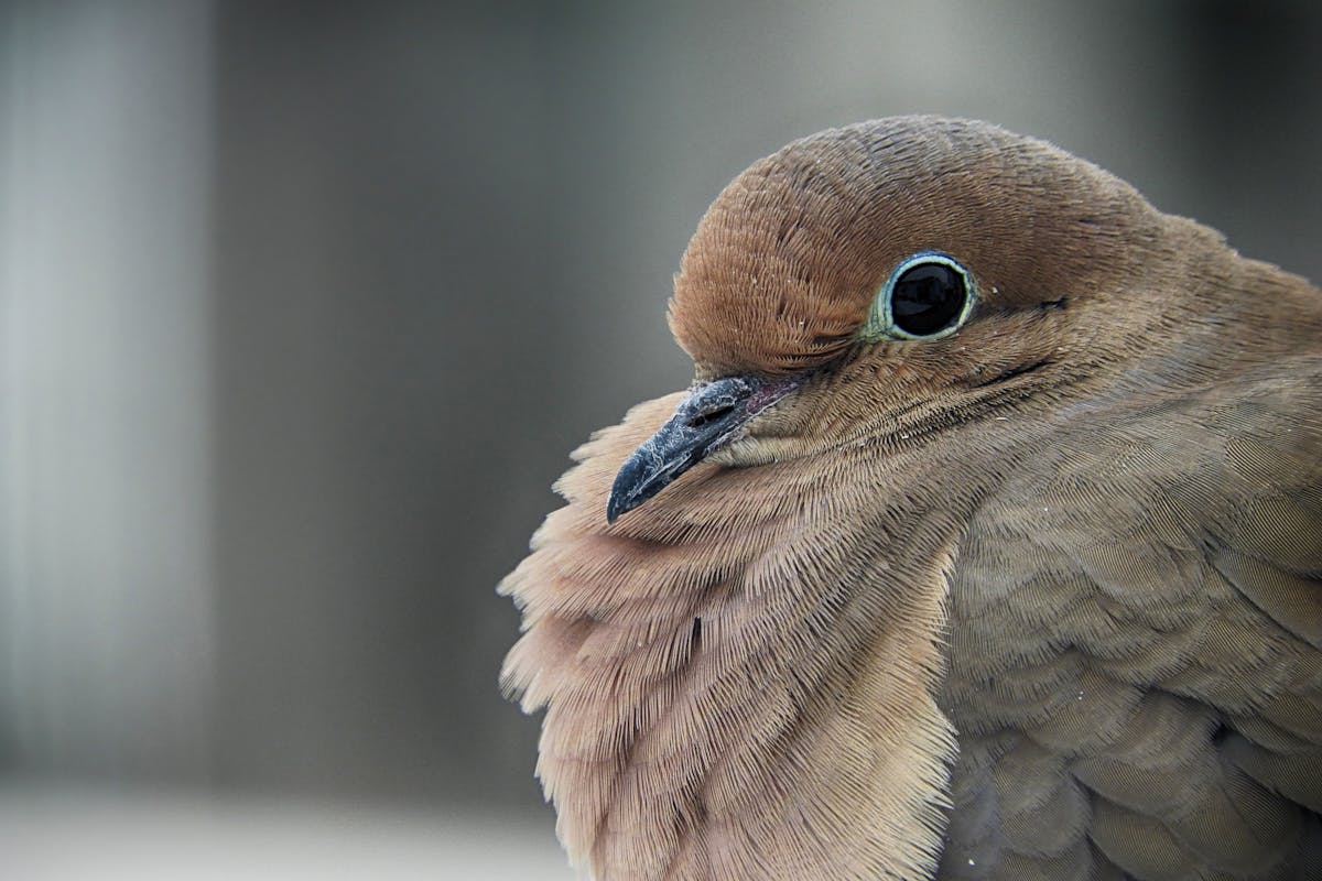 Mourning Dove Symbolism Spirituality Meaning