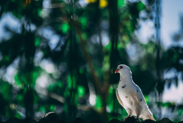 Mourning Dove Characteristics
