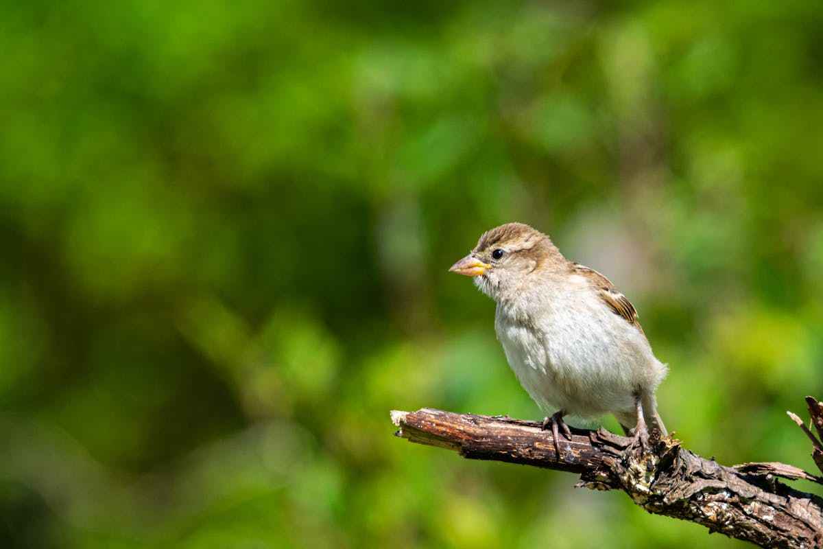 House Sparrow Birds Identifications and Descriptions 2 The wonderful world of the home garden