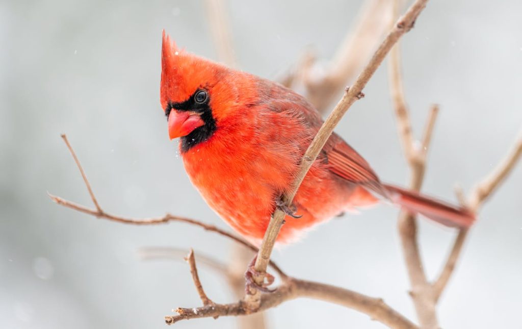 Meaning when you see a Cardinal Bird