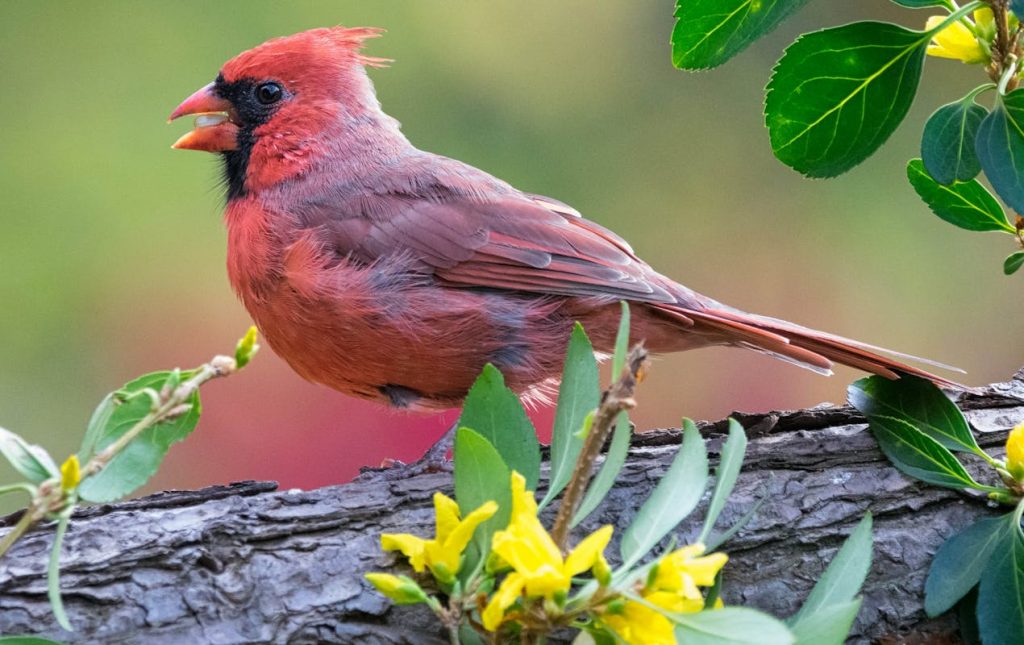 What's the meaning when you see a Cardinal Bird? 1 Meaning when you see a Cardinal