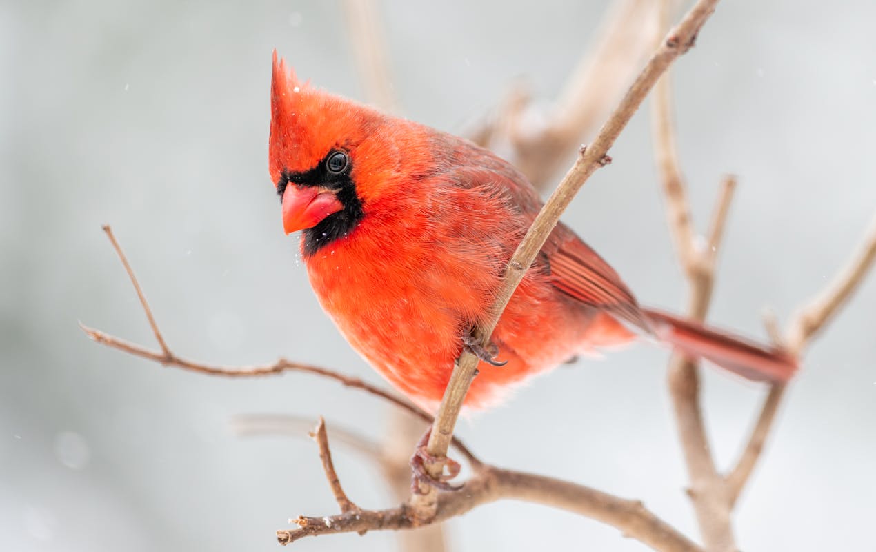 What’s the meaning when you see a Cardinal Bird?