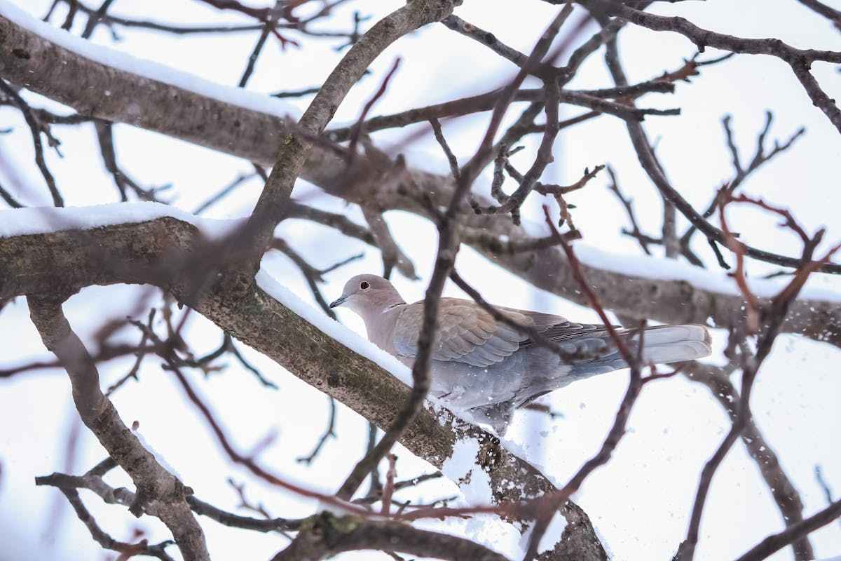 Where do Mourning Doves go in the Winter?