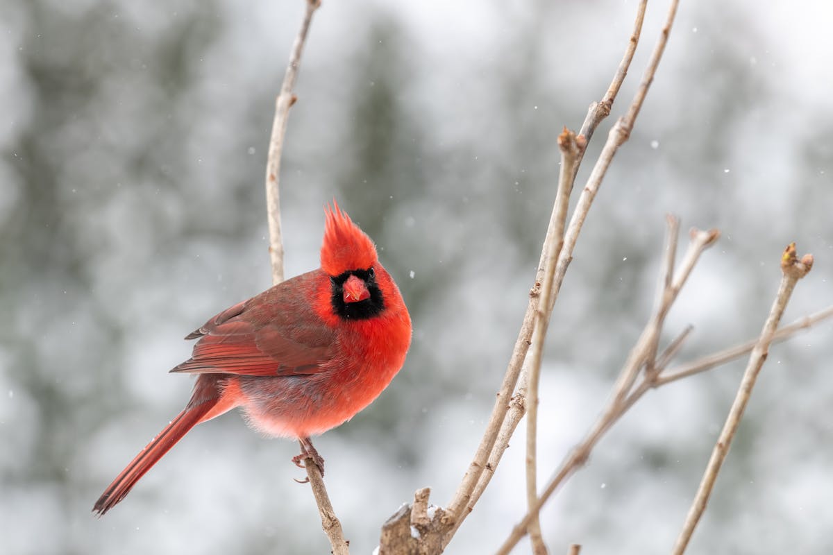 Most Popular Birds Northern Cardinal Spiritual Meaning 1 northern cardinal birds spritual