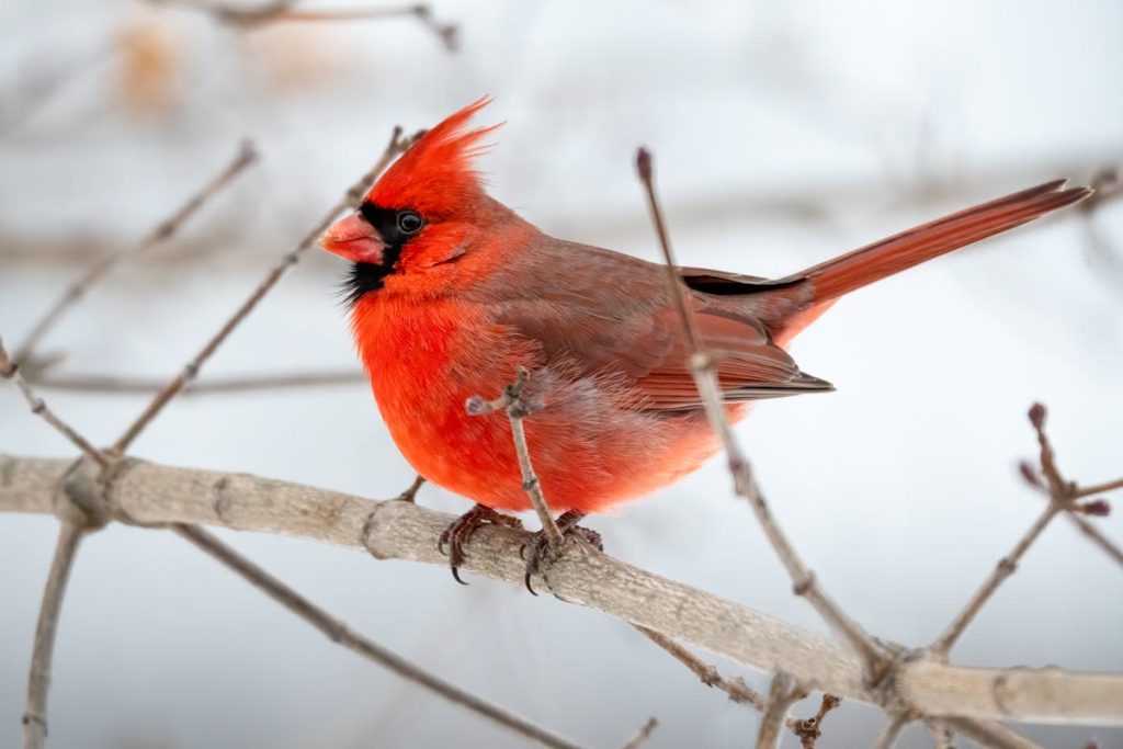 northern cardinal birds spritual