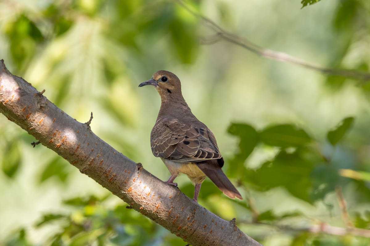 What Does Mourning Dove Sound Like?