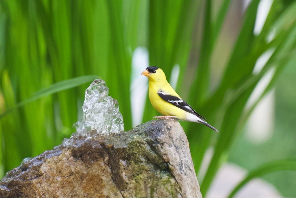 American Goldfinch Birds - Characteristics