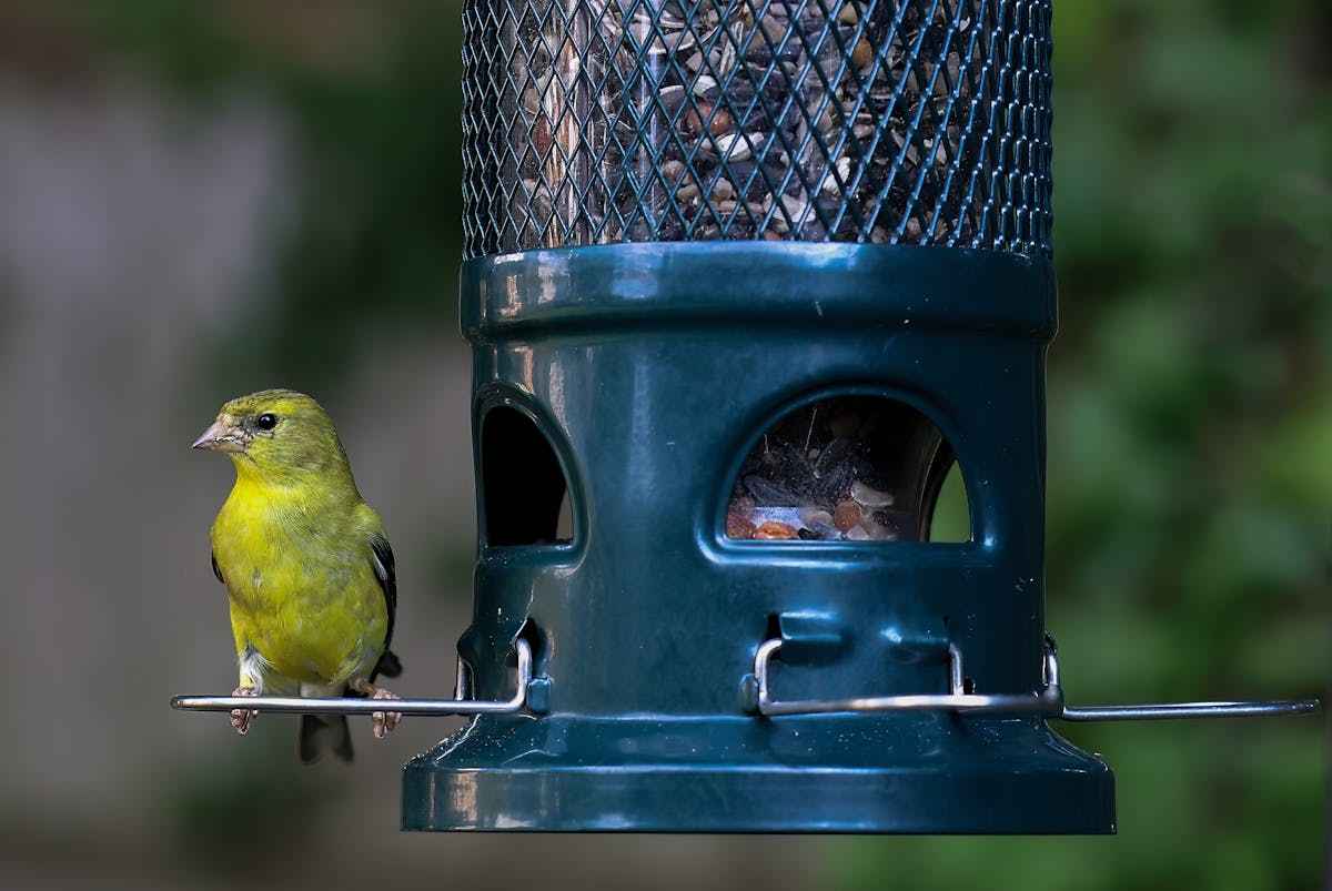 American Goldfinch Birds - Characteristics 2 American Goldfinch Habit