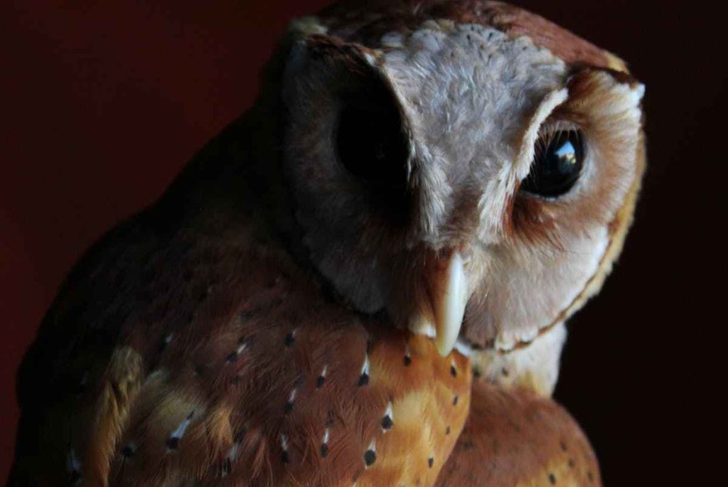 Baby Barn Owls in warm season