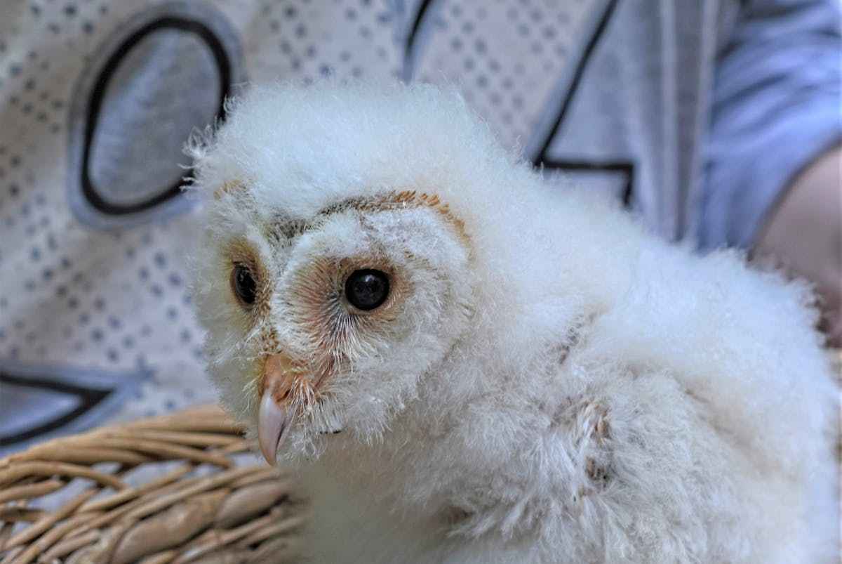 Baby Barn Owls in warm season – nurturing young 1 Baby Barn Owls in warm season