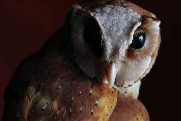 Baby Barn Owls in warm season