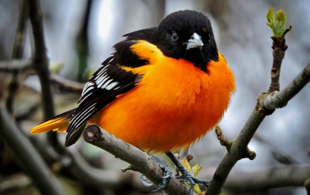 Baltimore Oriole Birds Specifications