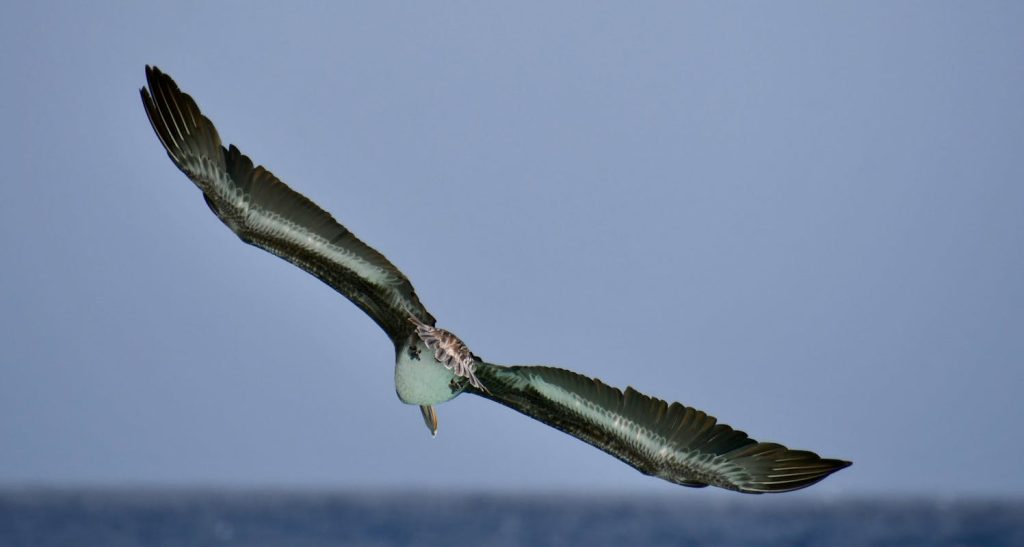 Can southern royal albatross fly