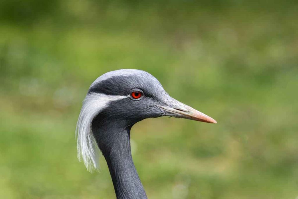 Difference between a heron and egret